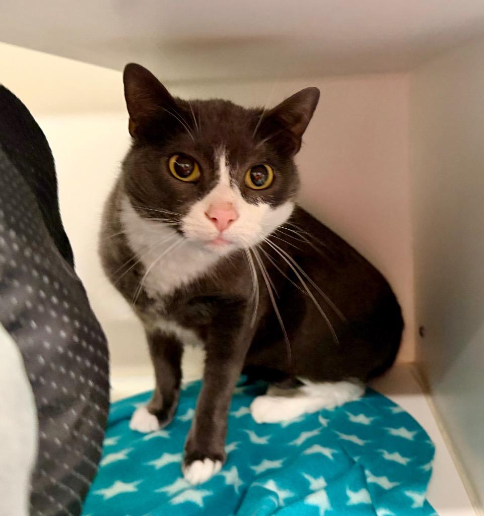 Enlarge Alora(Belle), a Adoptable mixed breed in Columbia, IL image 5/6