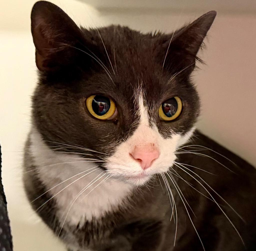 Enlarge Alora(Belle), a Adoptable mixed breed in Columbia, IL image 6/6