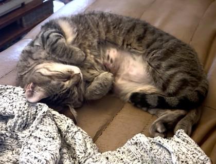 Enlarge Zoe, a Adoptable Domestic Short Hair in Washington, DC image 3/3