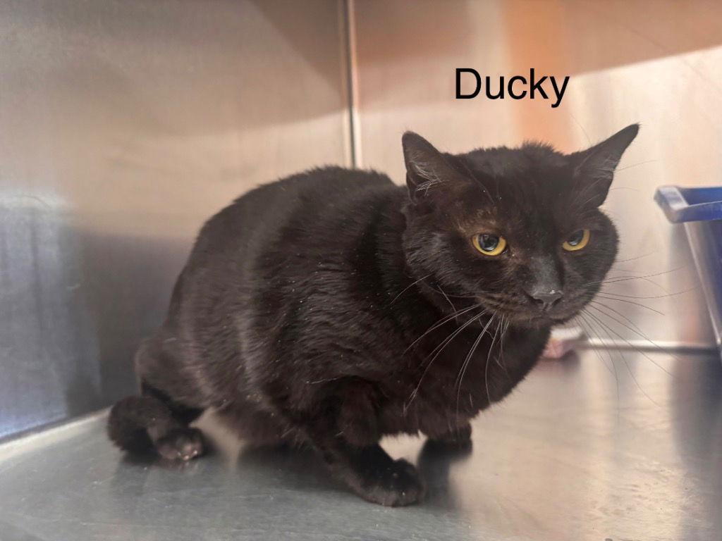 Enlarge Ducky, a Adoptable Domestic Short Hair in Saint George, UT image 1/2
