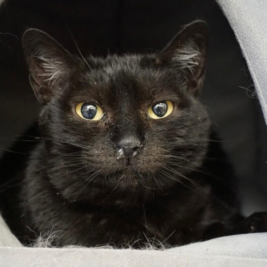 Enlarge Ducky, a Adoptable Domestic Short Hair in Saint George, UT image 2/2