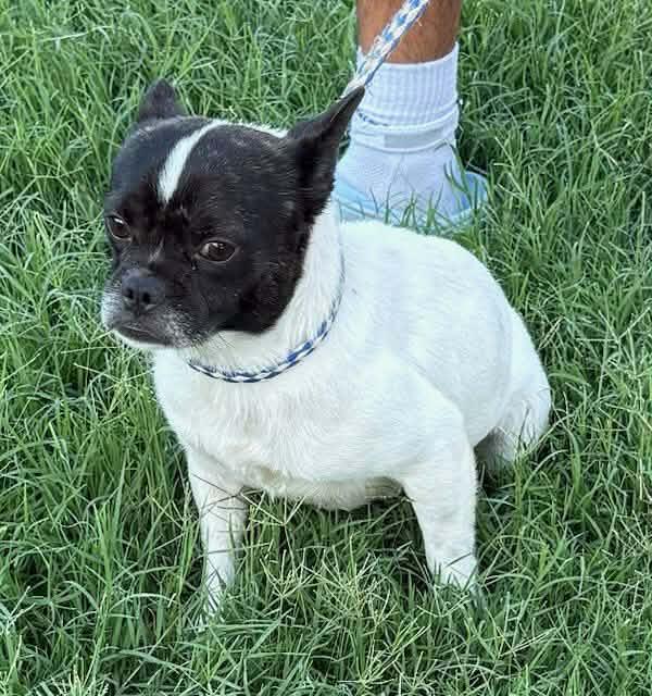 Enlarge Little Bruno, an adopted mixed breed in Williston, VT image 1/2