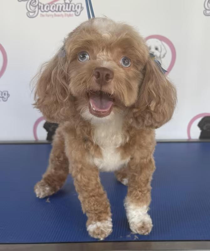 Massie, an adoptable Cockapoo in Lake Forest, CA, 92630 | Photo Image 1