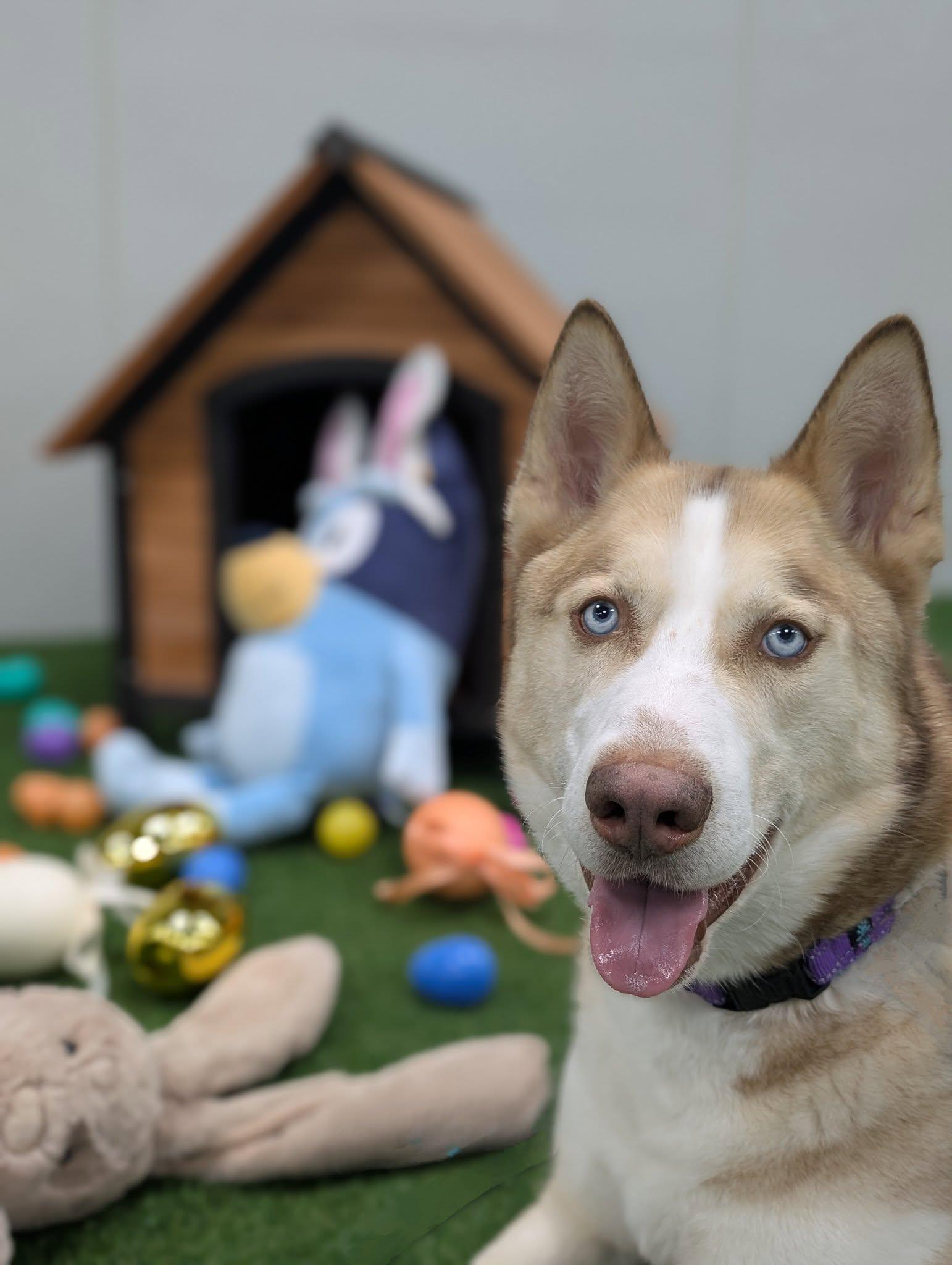 Yeti, Adult Male Siberian Husky