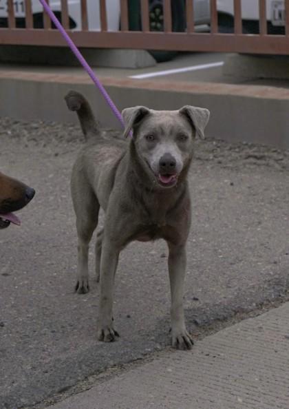 Storm*, Adoptable, Adult Female Labrador Retriever & Shepherd.