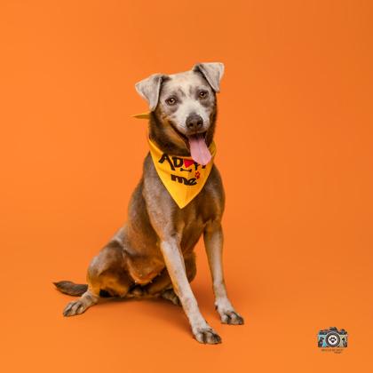Enlarge Storm*, a Adoptable mixed breed in El Paso, TX image 2/3