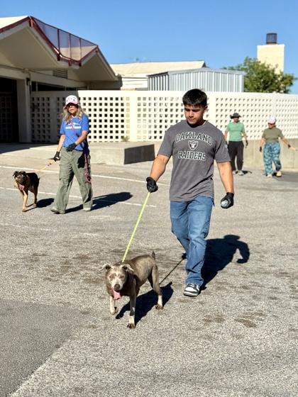 Enlarge Storm*, a Adoptable mixed breed in El Paso, TX image 3/3