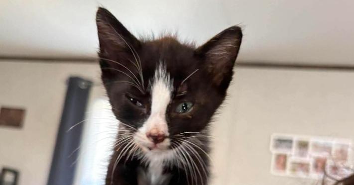 Harley, Adoptable, Kitten Male Domestic Short Hair.