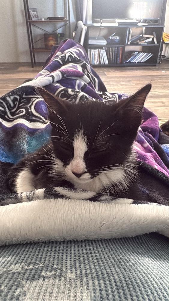 Enlarge Harley, a Adoptable Domestic Short Hair in Emporia, KS image 3/3