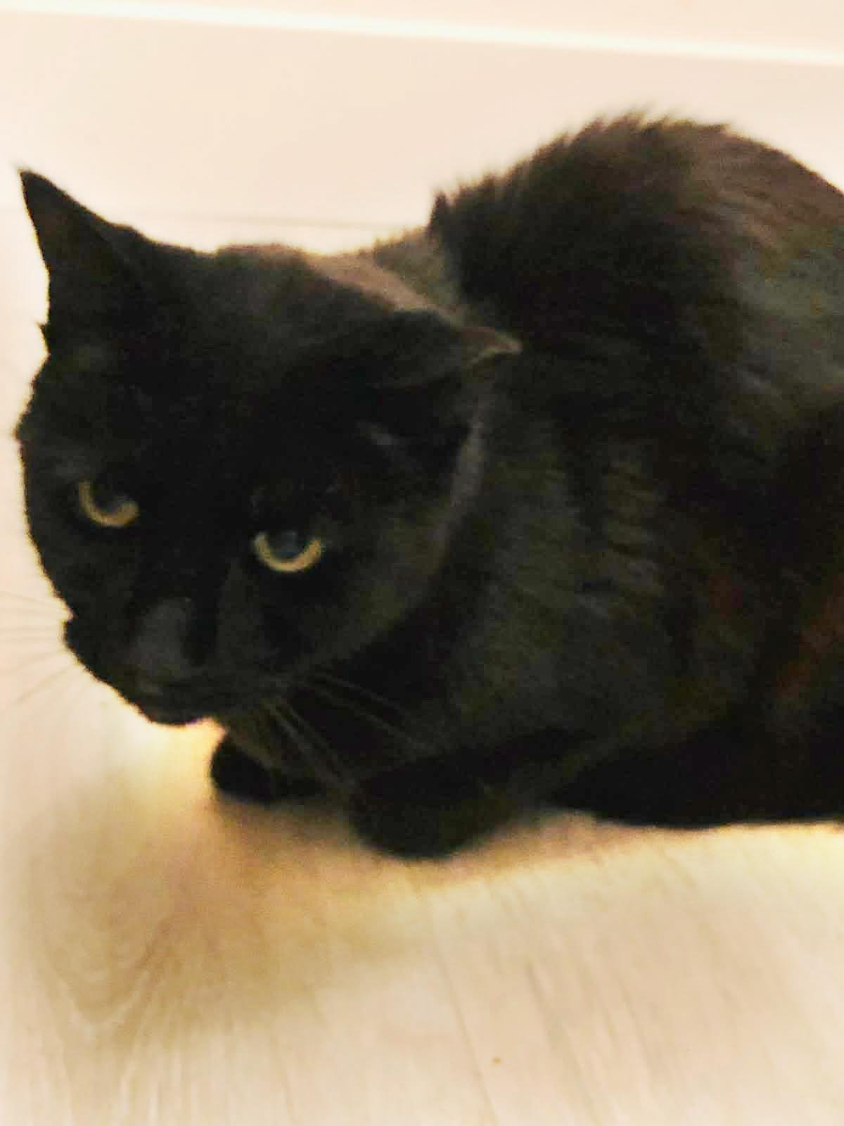 Georgie Park, Adoptable, Adult Male Domestic Short Hair.