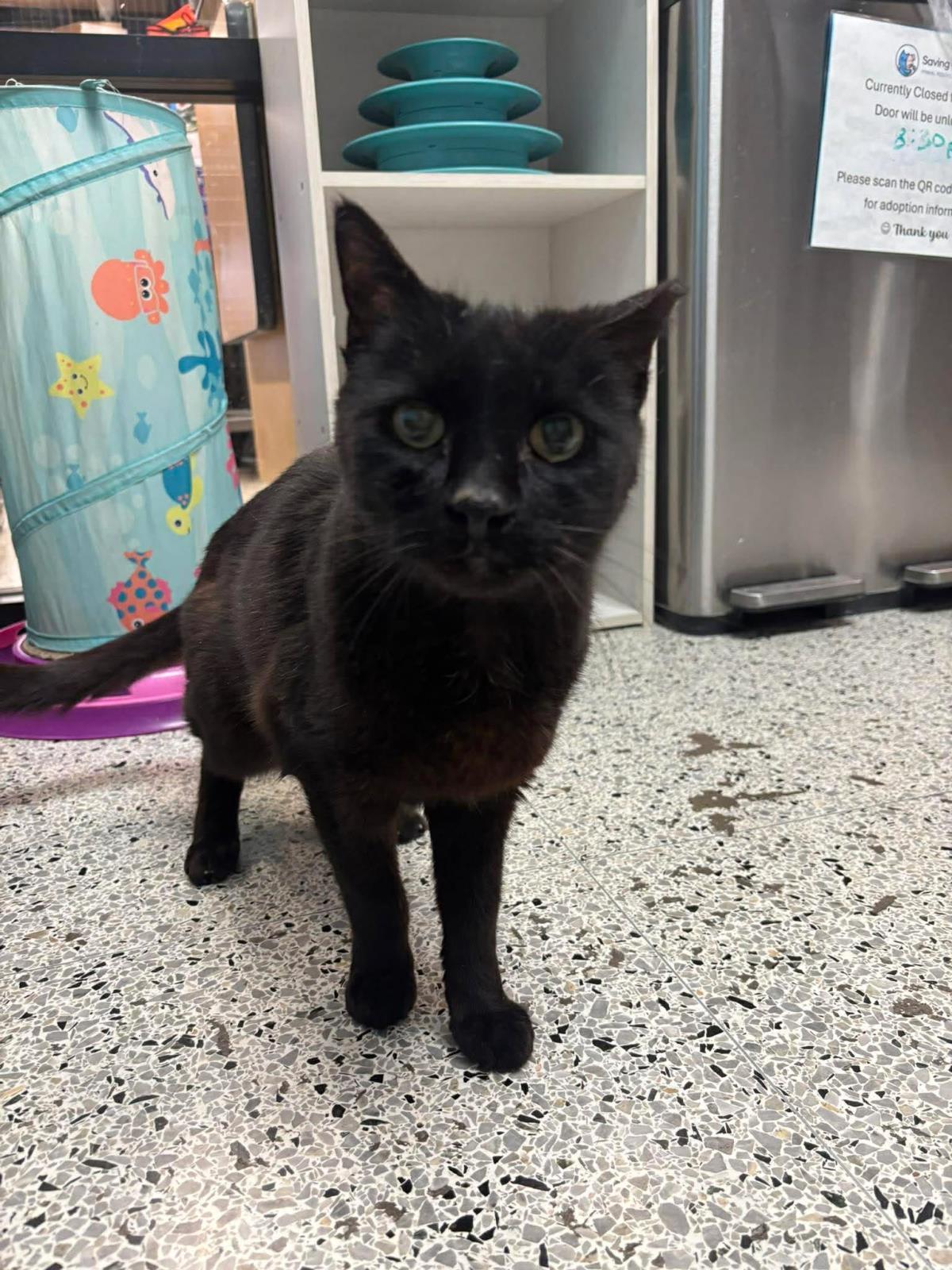 Georgie Park, a Adoptable Domestic Short Hair in Chandler, AZ image 2/3