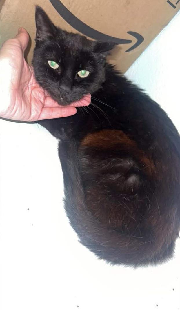 Georgie Park, a Adoptable Domestic Short Hair in Chandler, AZ image 3/3