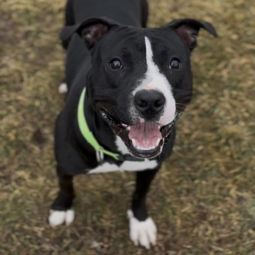 Picasso, Adoptable, Adult Male Pit Bull Terrier.