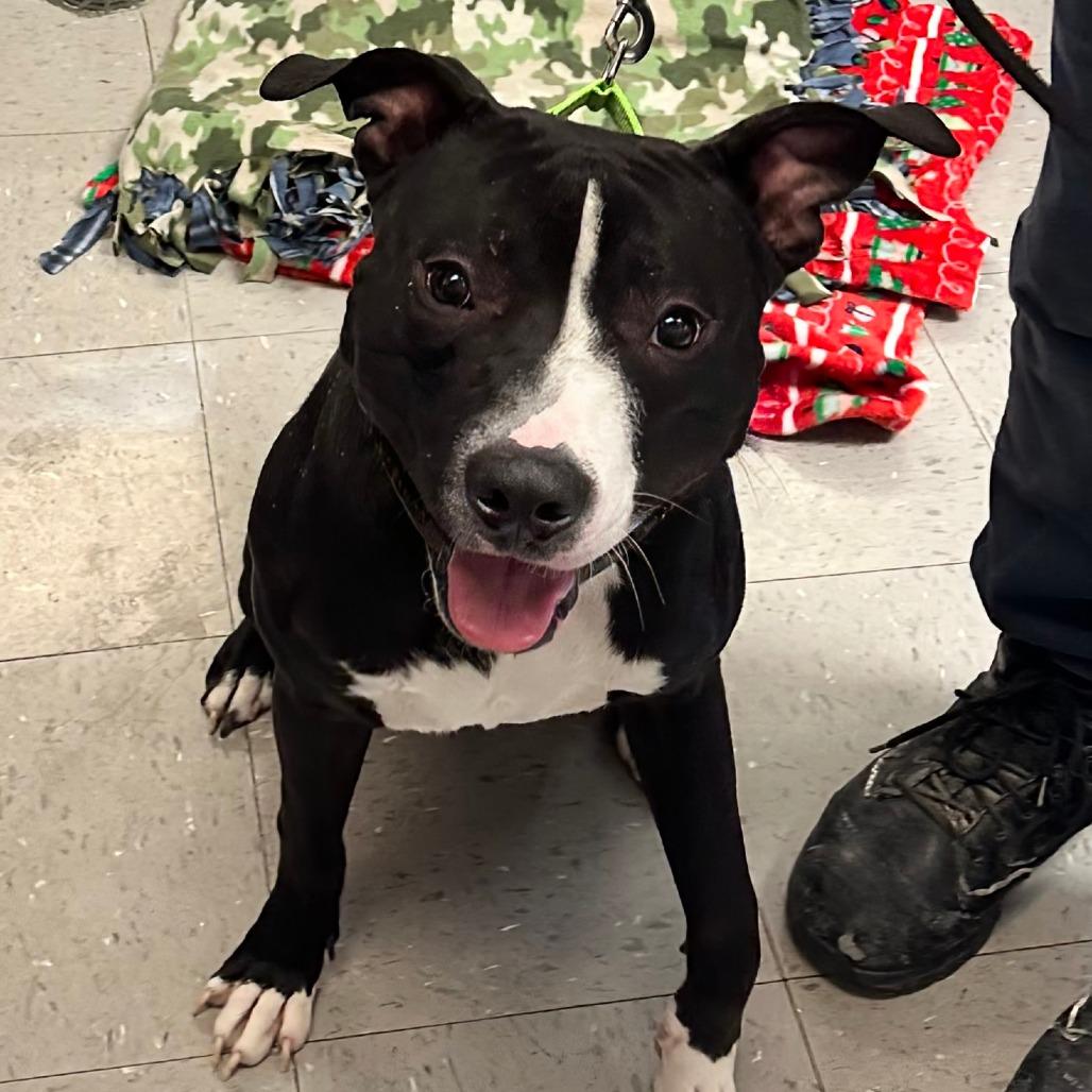 Enlarge Picasso, a Adoptable Pit Bull Terrier in Marysville, OH image 2/6