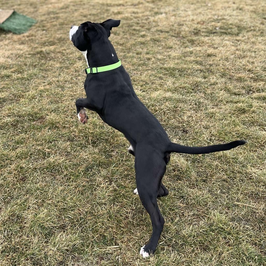 Enlarge Picasso, a Adoptable Pit Bull Terrier in Marysville, OH image 3/6