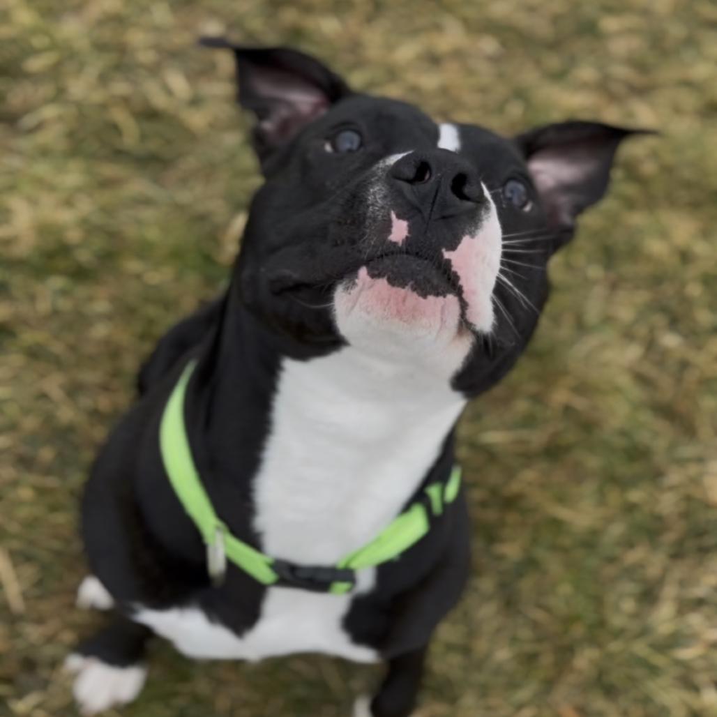 Enlarge Picasso, a Adoptable Pit Bull Terrier in Marysville, OH image 4/6