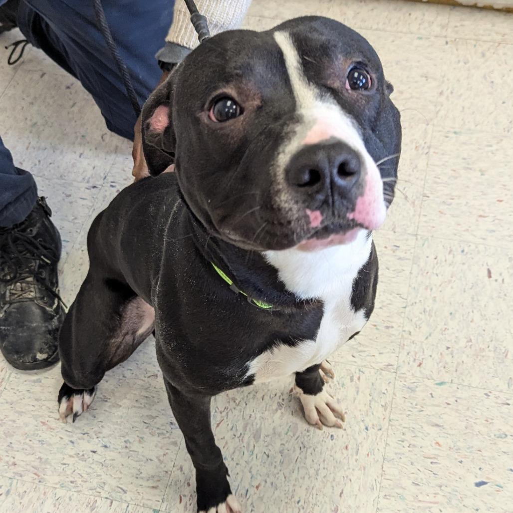 Enlarge Picasso, a Adoptable Pit Bull Terrier in Marysville, OH image 5/6