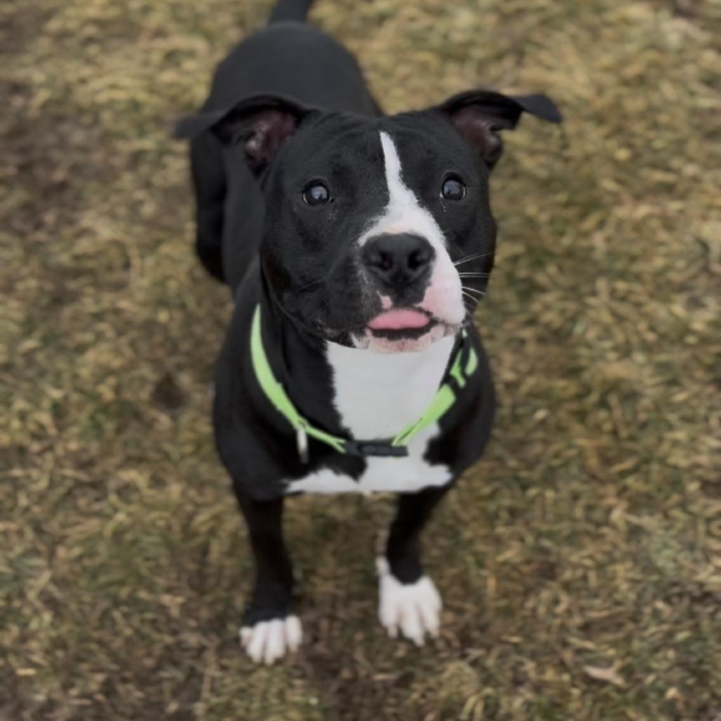 Enlarge Picasso, a Adoptable Pit Bull Terrier in Marysville, OH image 6/6