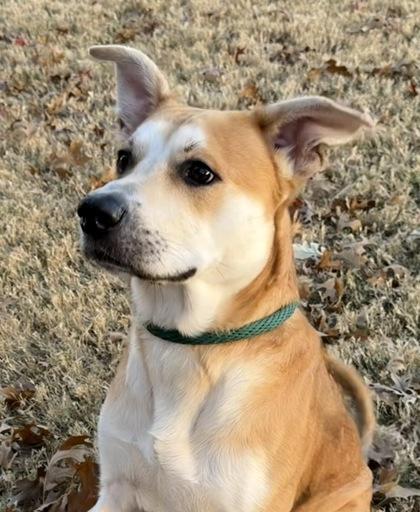 Enlarge Bones, a Adoptable Mixed Breed in Fort Worth, TX image 1/3