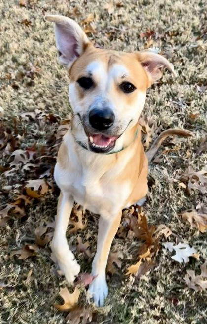 Enlarge Bones, a Adoptable Mixed Breed in Fort Worth, TX image 2/3