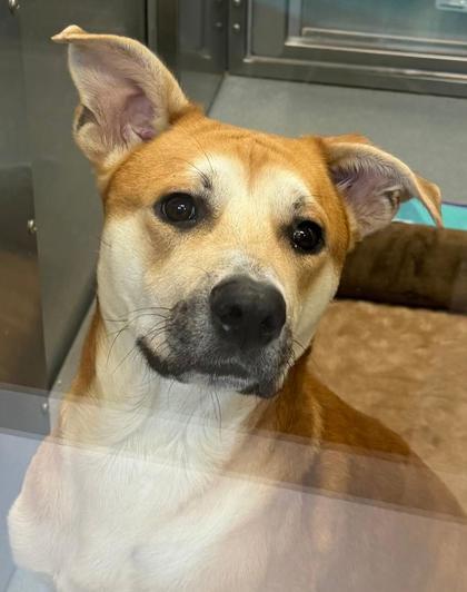 Enlarge Bones, a Adoptable Mixed Breed in Fort Worth, TX image 3/3