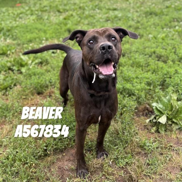 BEAVER, Adoptable, Adult Male Labrador Retriever & Pit Bull Terrier.