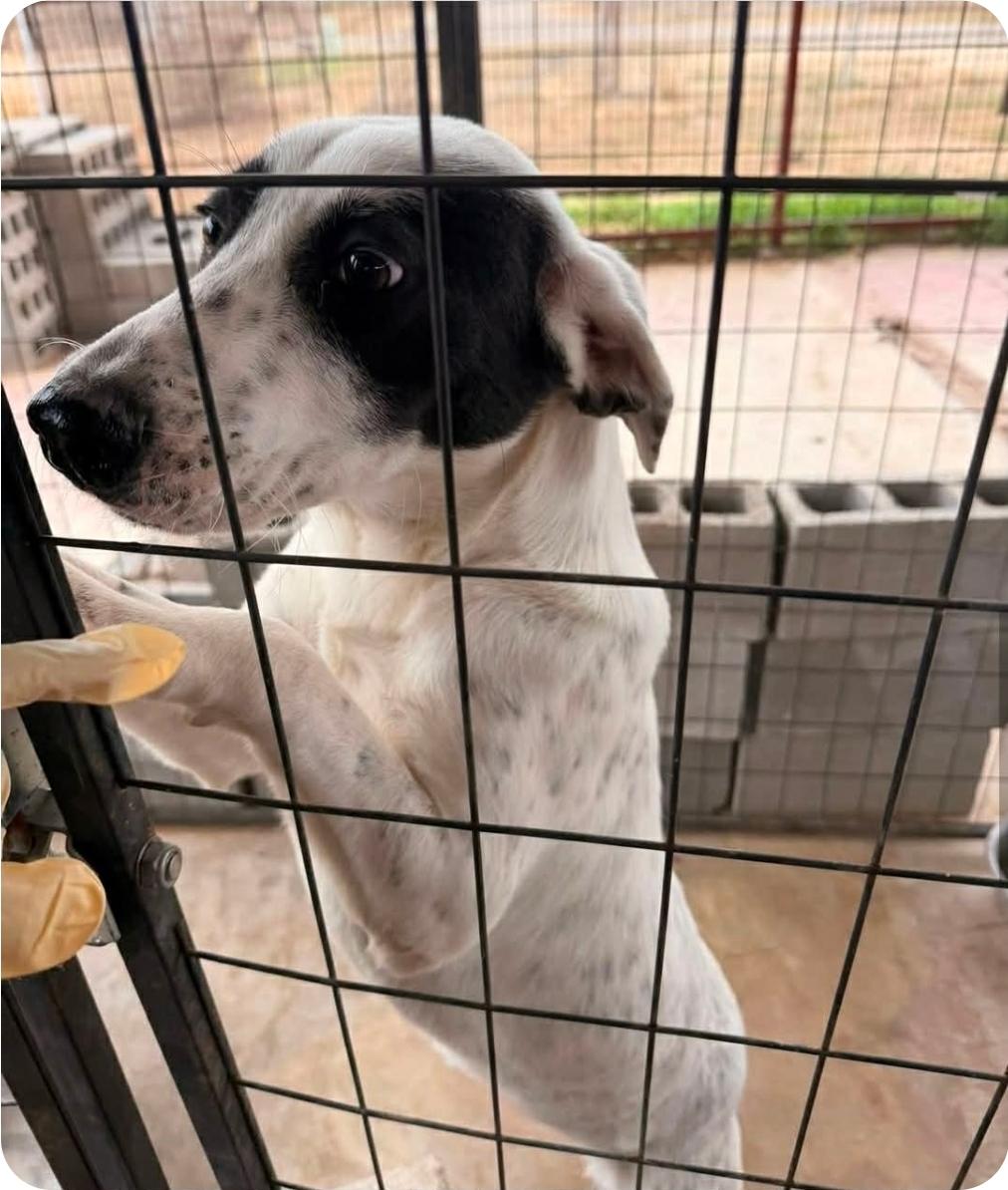 Thelma, ADOPTABLE, Young Female Australian Cattle Dog / Blue Heeler.