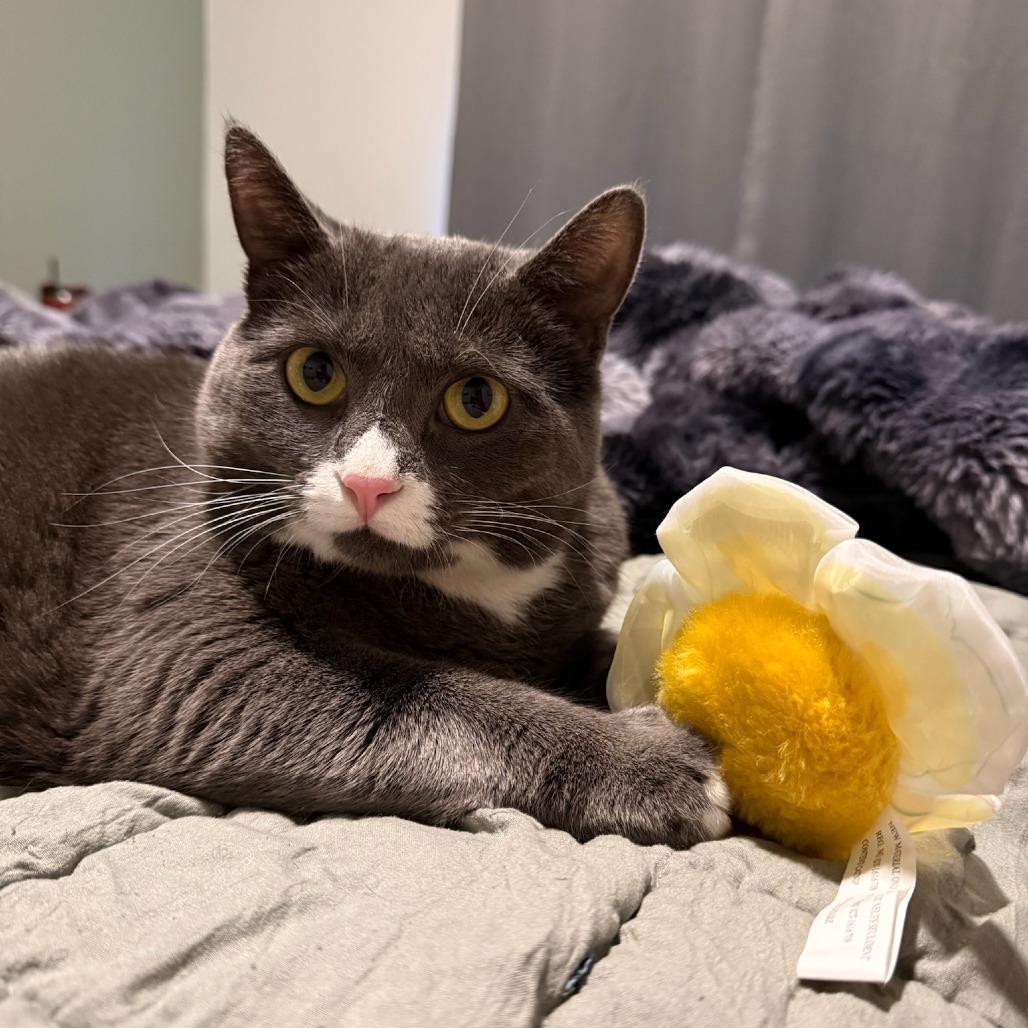 Maybelline--In Foster, Adoptable, Senior Female Domestic Short Hair.