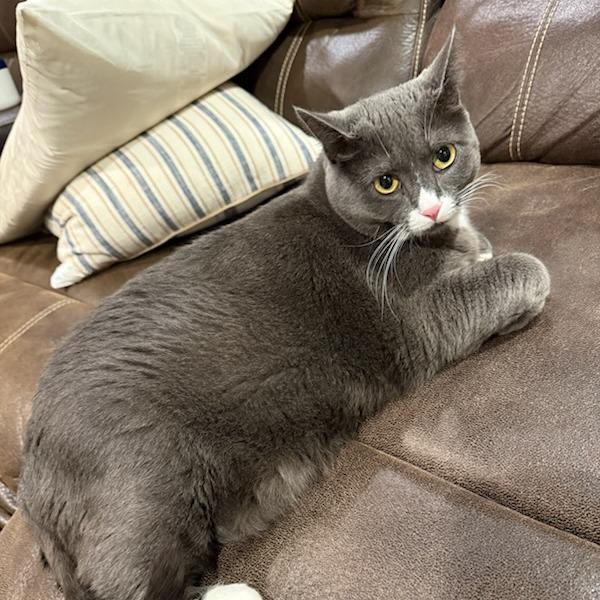 Maybelline--In Foster, a Adoptable Domestic Short Hair in Fargo, ND image 1/6