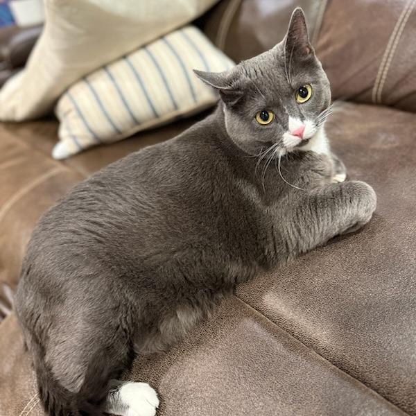 Maybelline--In Foster, a Adoptable Domestic Short Hair in Fargo, ND image 2/6