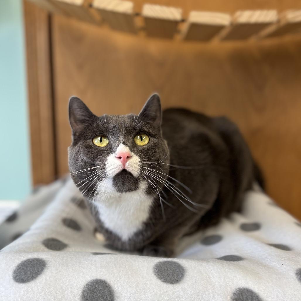 Maybelline--In Foster, a Adoptable Domestic Short Hair in Fargo, ND image 3/6