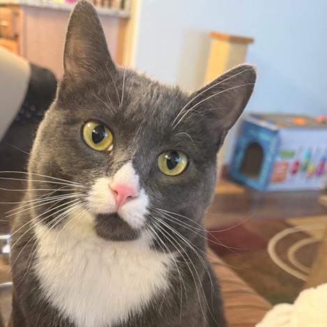 Maybelline--In Foster, a Adoptable Domestic Short Hair in Fargo, ND image 4/6
