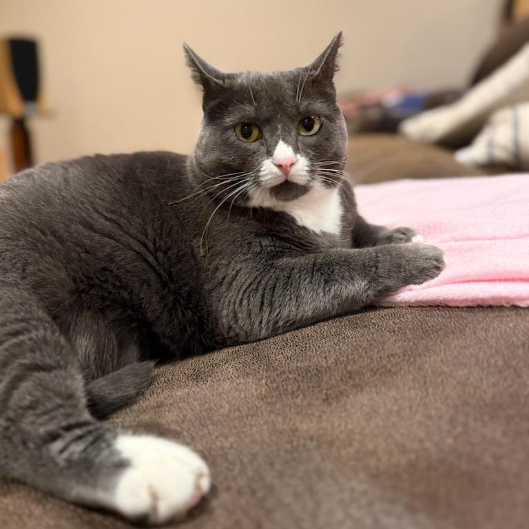 Maybelline--In Foster, a Adoptable Domestic Short Hair in Fargo, ND image 5/6