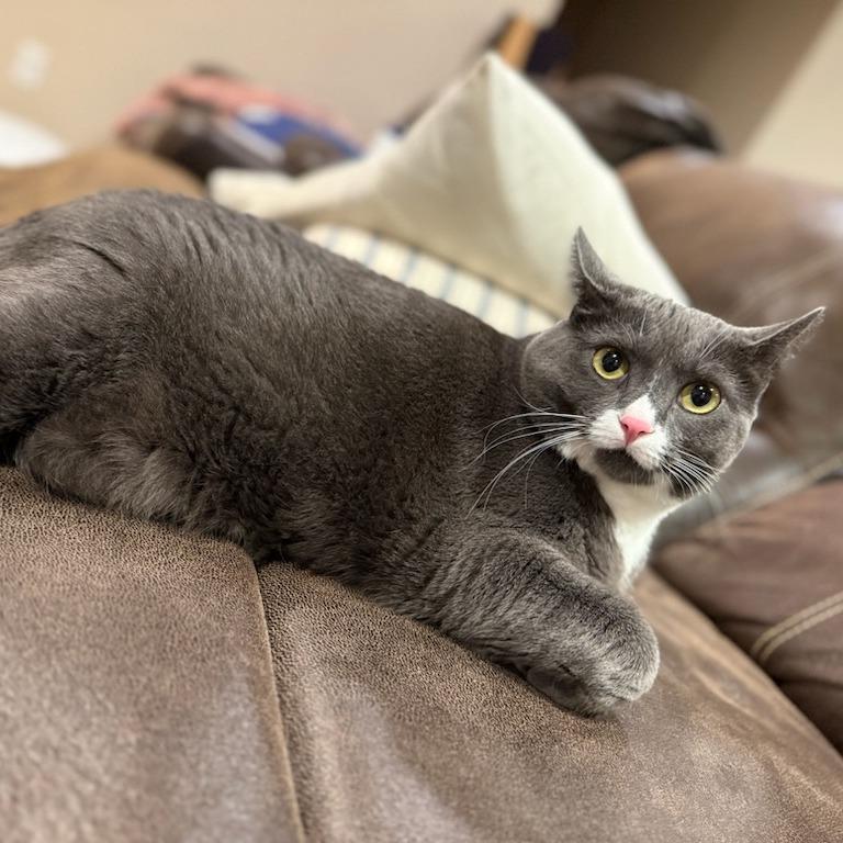 Maybelline--In Foster, a Adoptable Domestic Short Hair in Fargo, ND image 5/6
