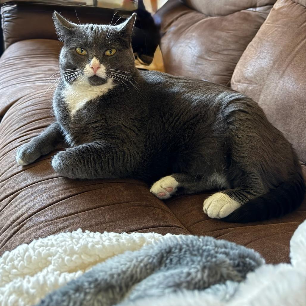 Maybelline--In Foster, a Adoptable Domestic Short Hair in Fargo, ND image 6/6