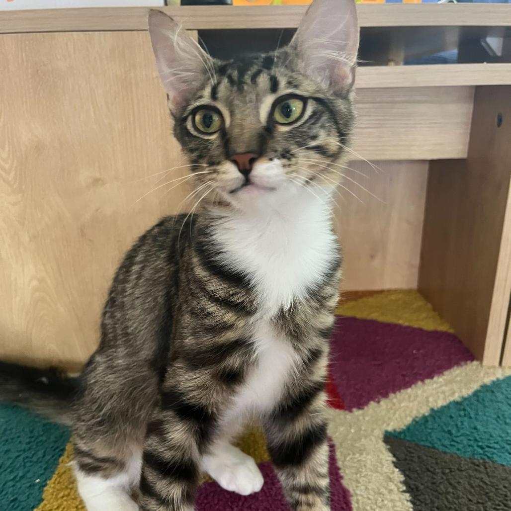 Boop, Adoptable, Young Female Domestic Long Hair.