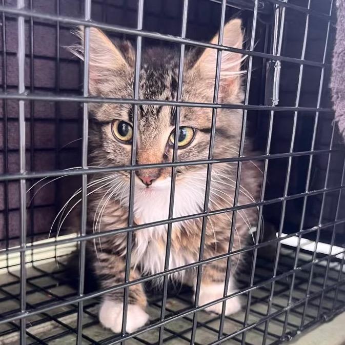 Boop, Adoptable, Kitten Female Domestic Long Hair.