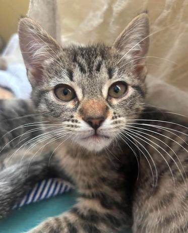 Lois, ADOPTABLE, Kitten Female Tabby.