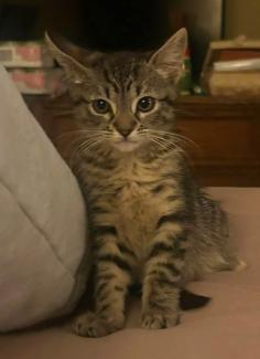 Lois (Bonded with Meg), adoptable, Kitten Female Tabby.