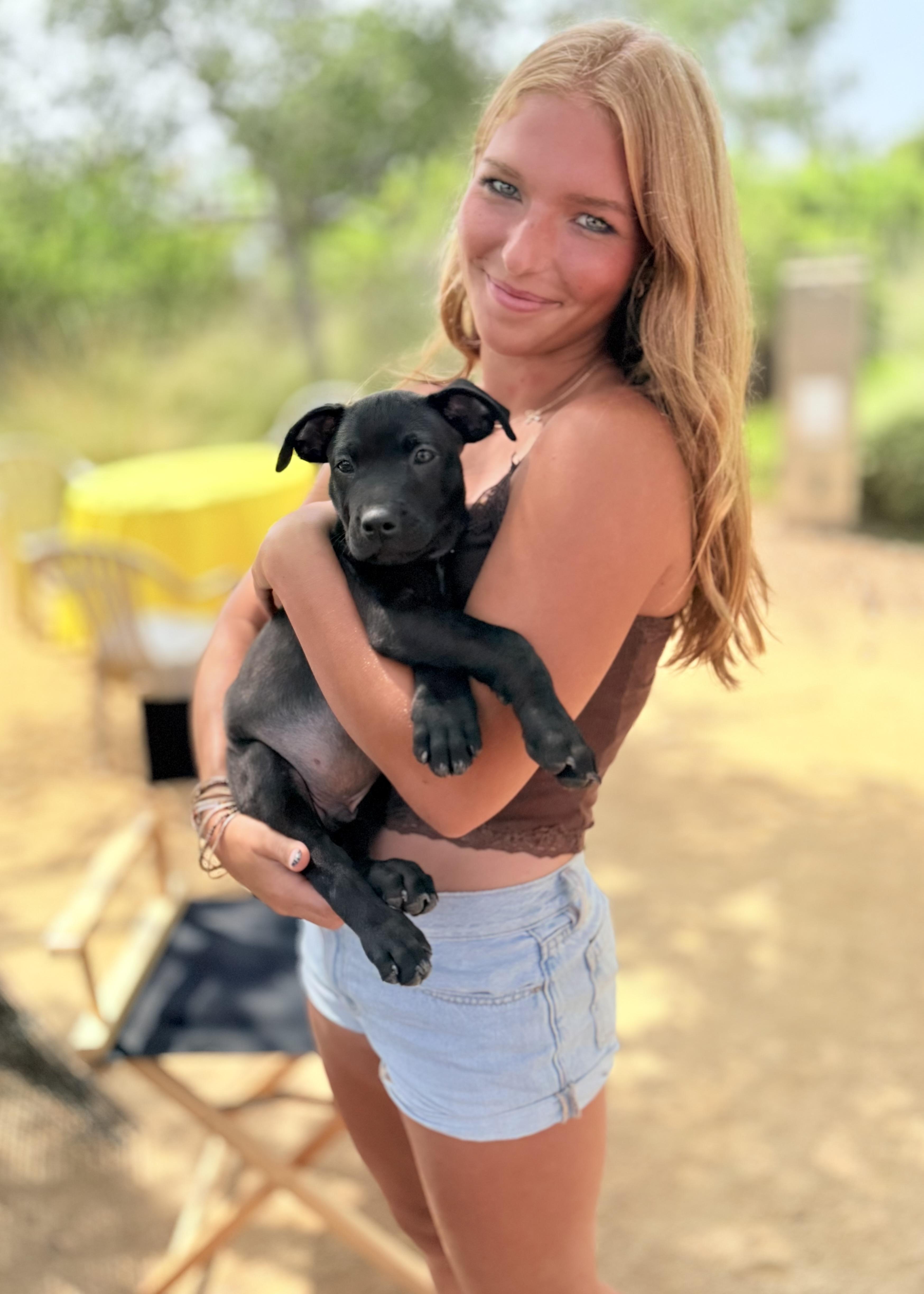 Taz, Adopted, Puppy Male Border Collie & Belgian Shepherd / Malinois.