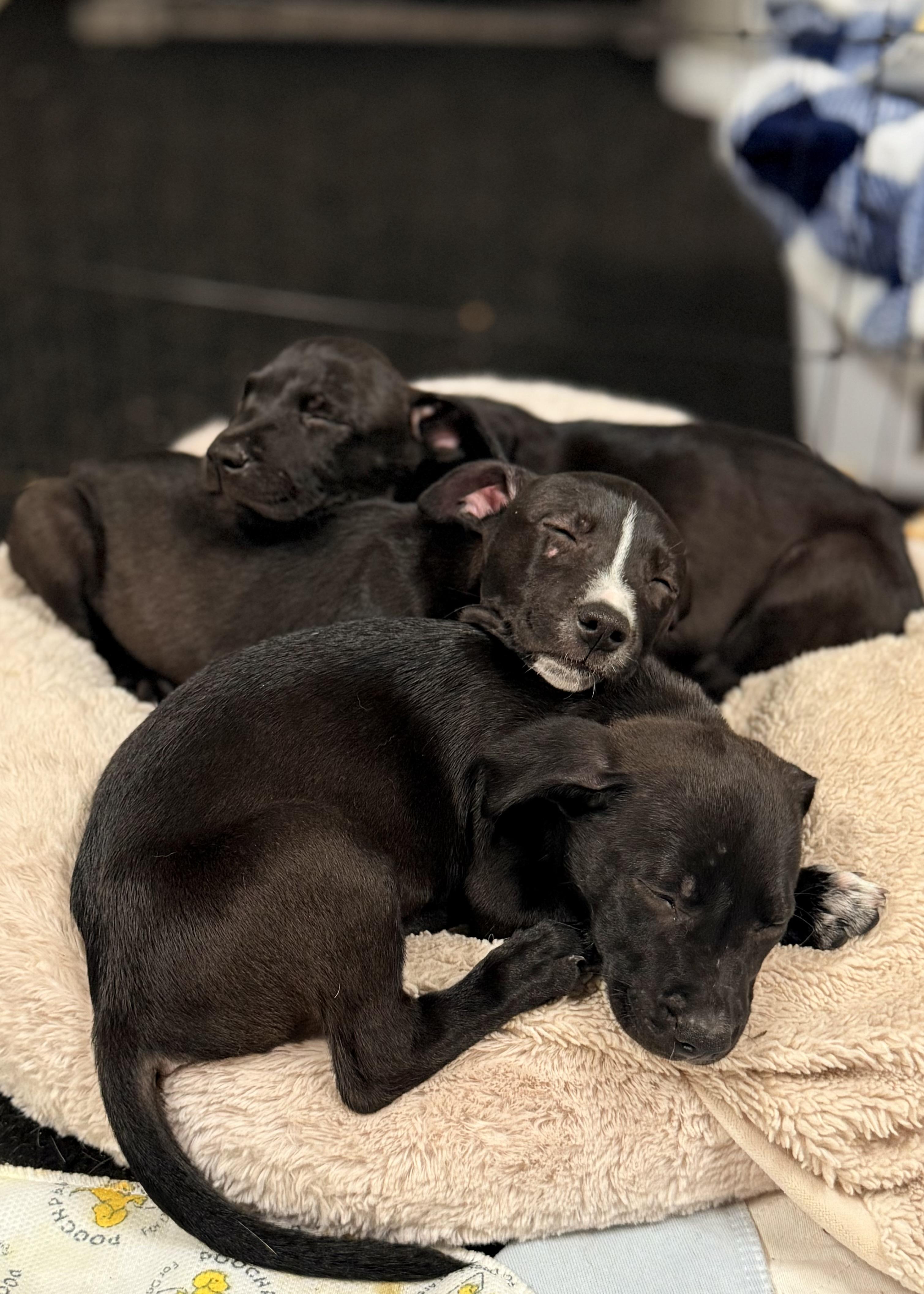 Taz, a Adopted mixed breed in Thousand Oaks, CA image 2/6