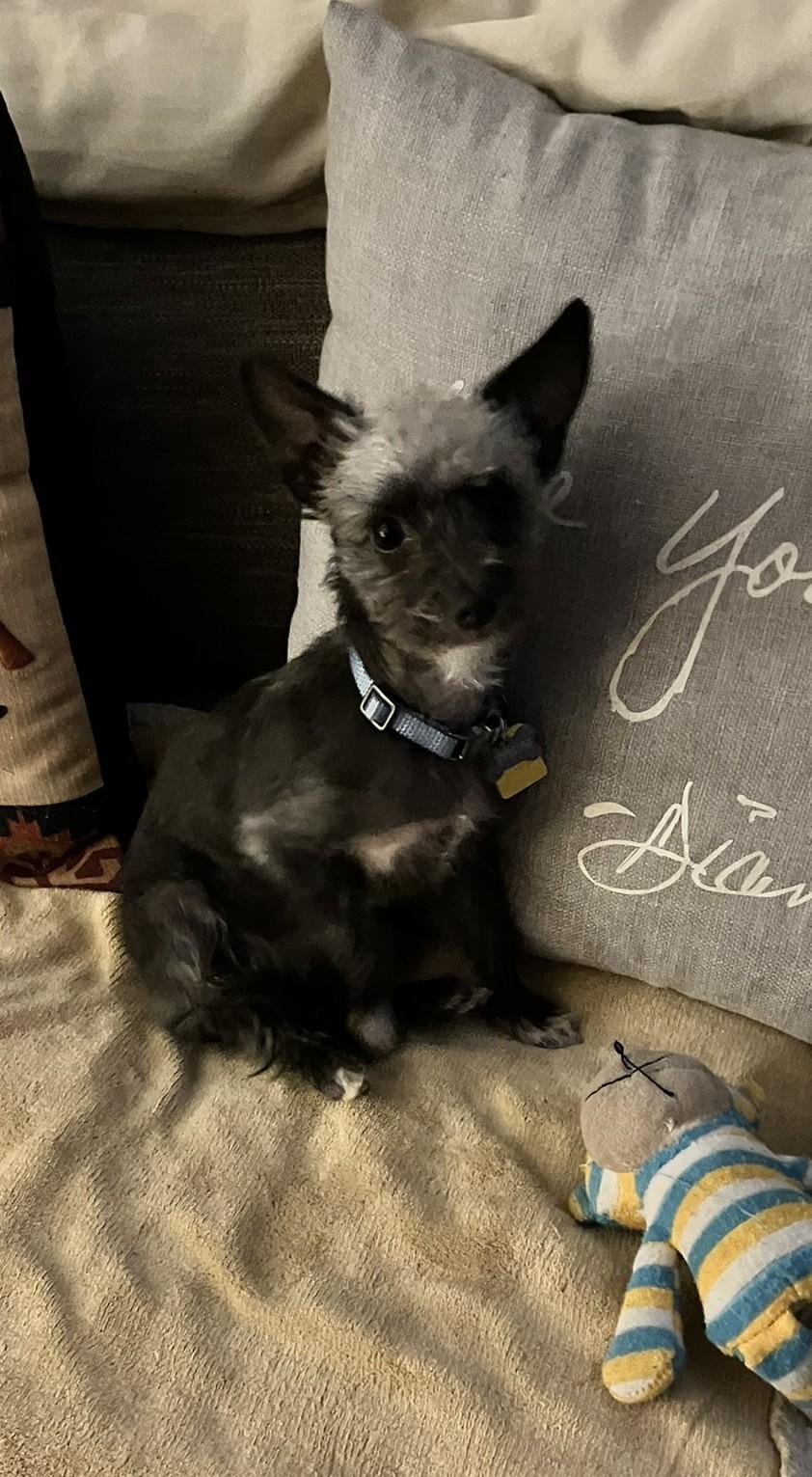 Pepper, Adopted, Young Male Yorkshire Terrier.