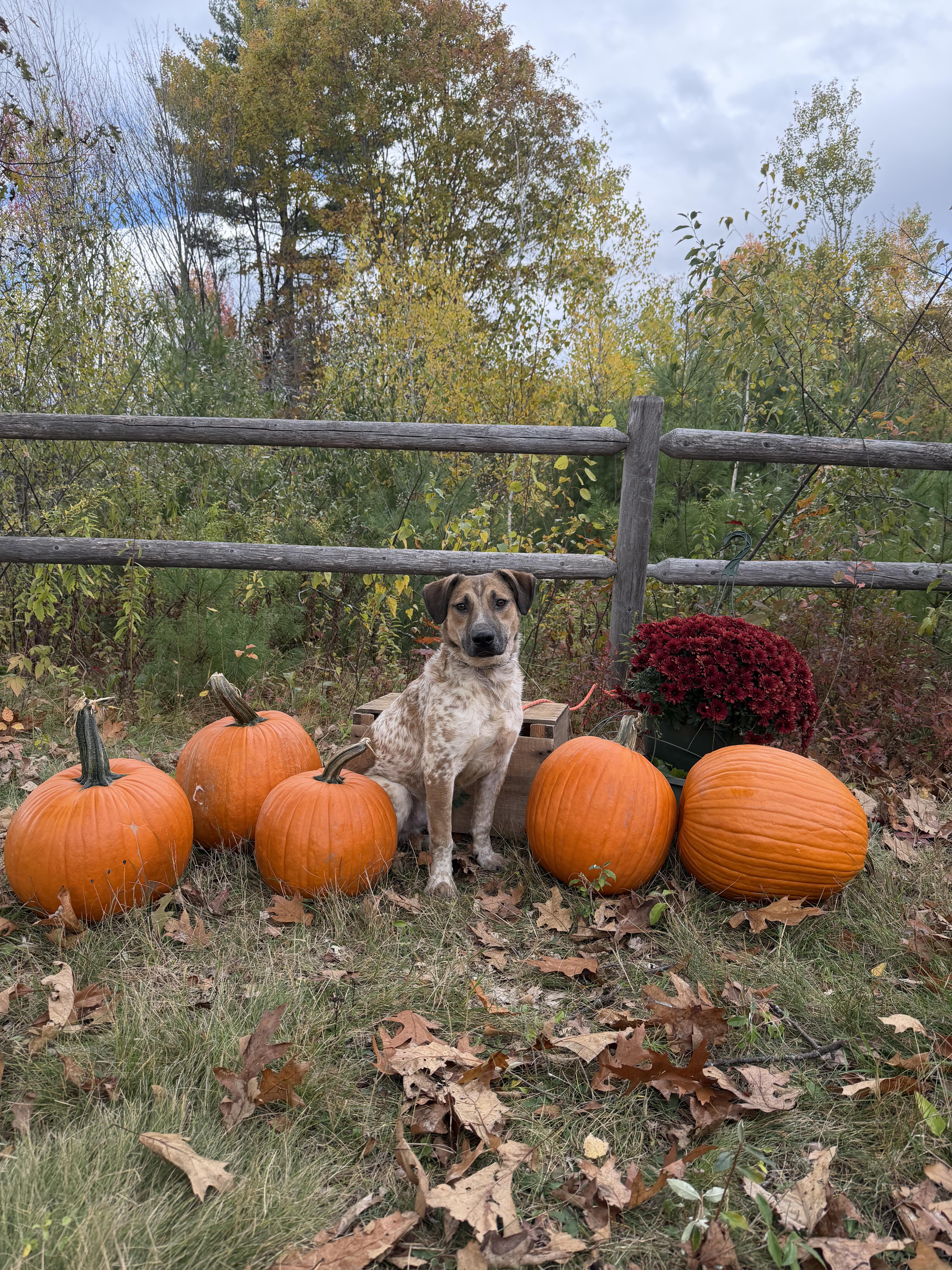 Enlarge Chili, a Adoptable mixed breed in Peabody, MA image 4/6