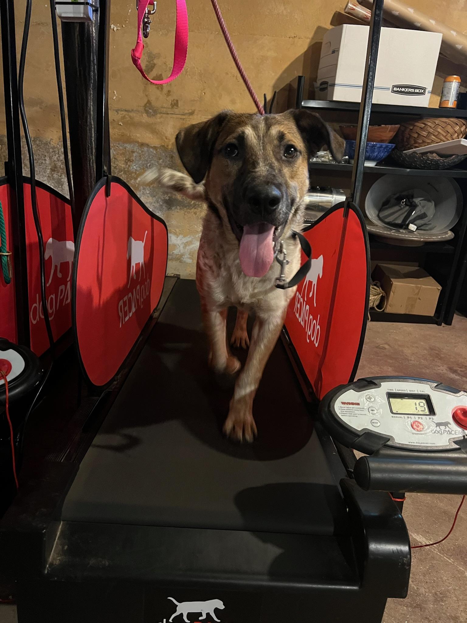 Enlarge Chili, a Adoptable mixed breed in Peabody, MA image 6/6