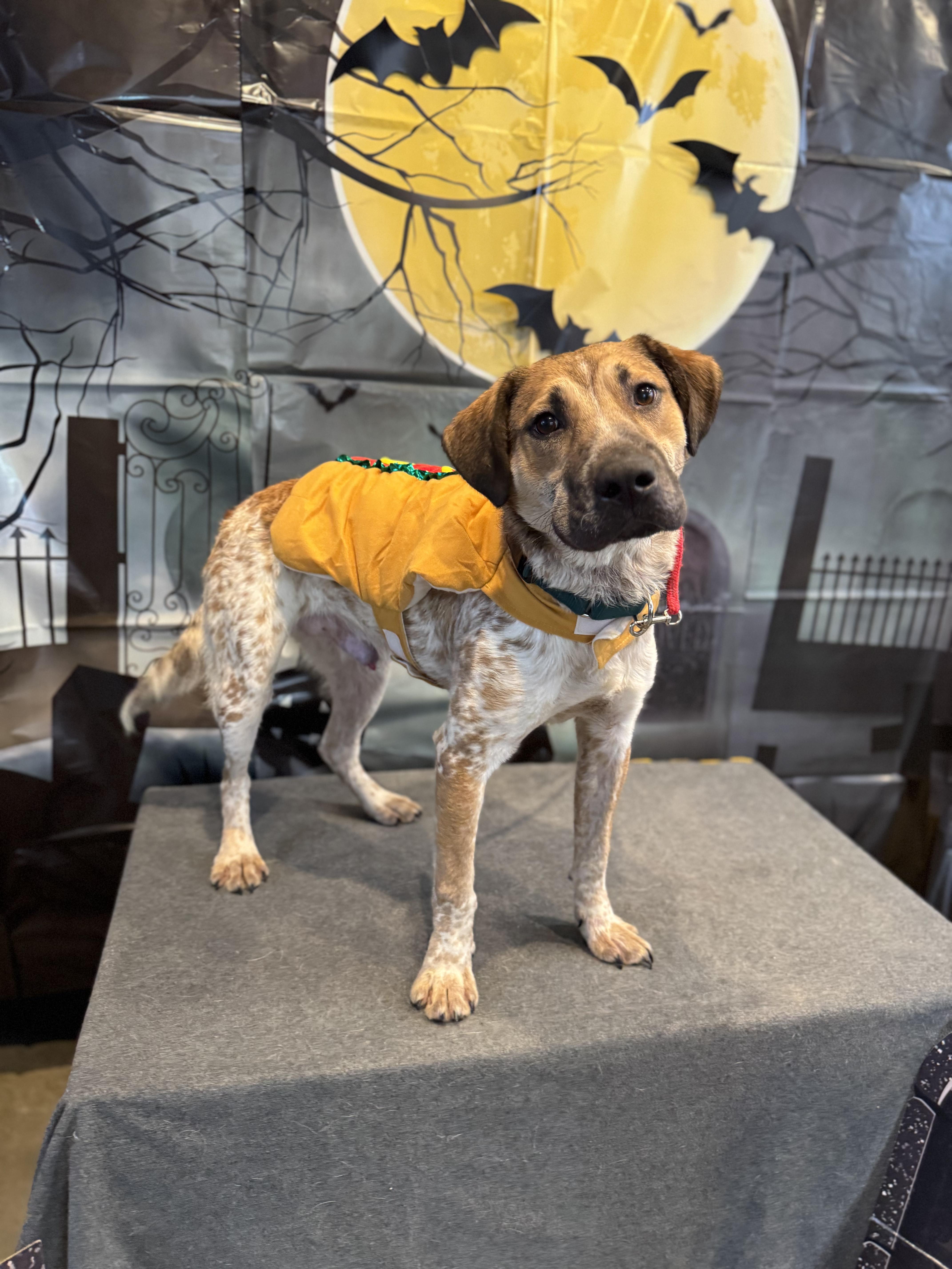 Chili, Adoptable, Young Male Cattle Dog.