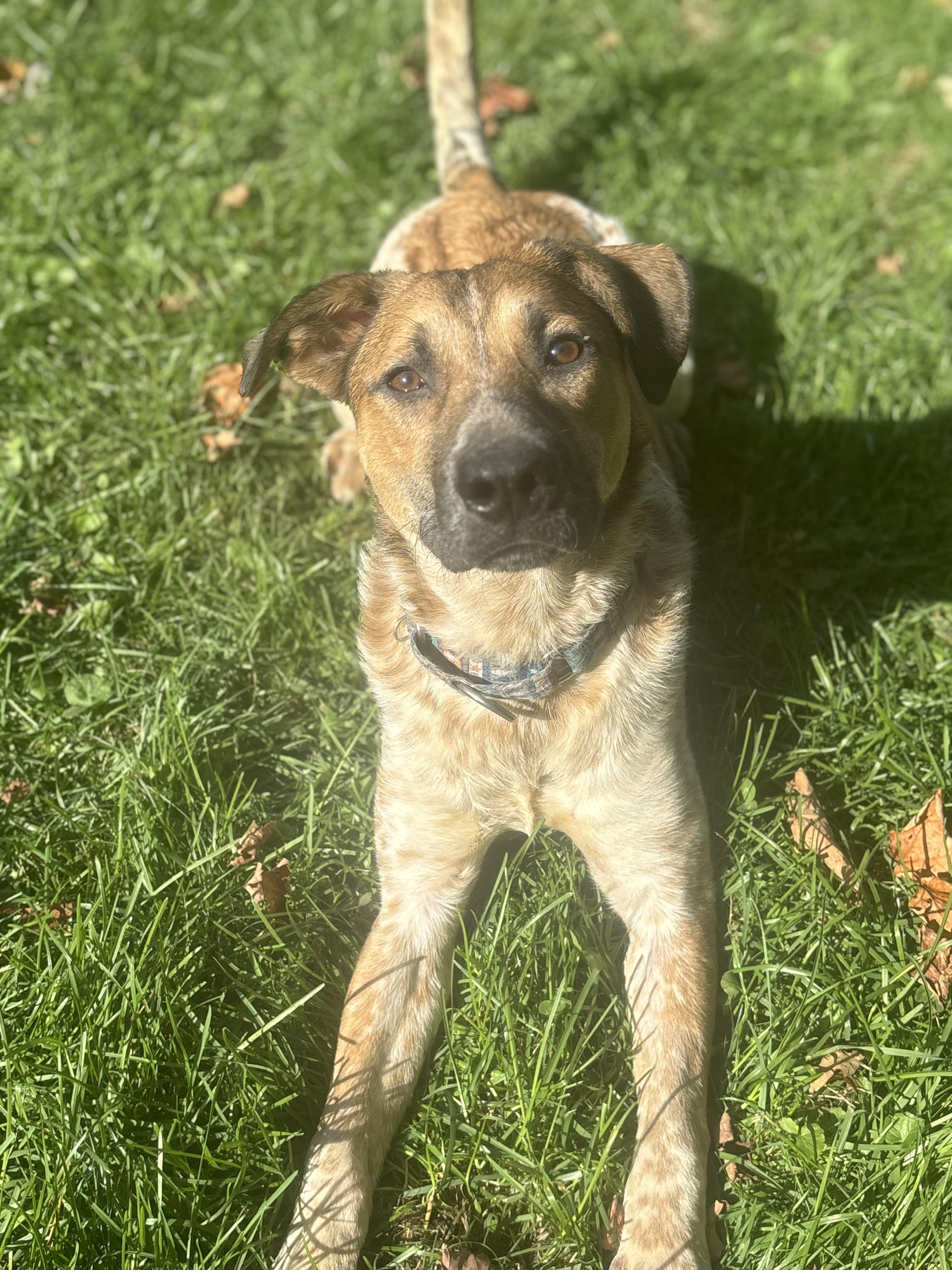 Enlarge Chili, a Adoptable mixed breed in Peabody, MA image 1/6