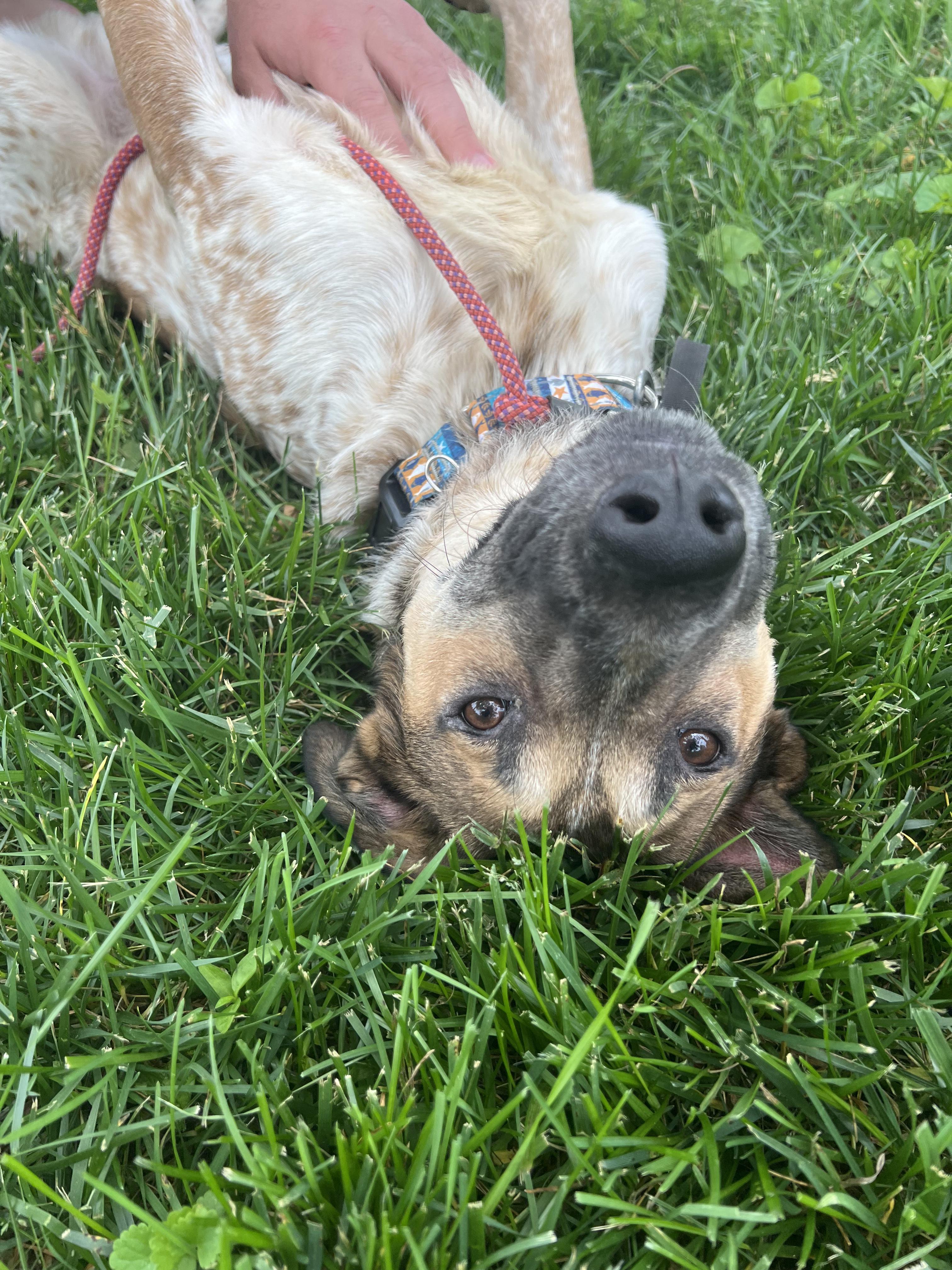 Enlarge Chili, a Adoptable mixed breed in Peabody, MA image 5/6