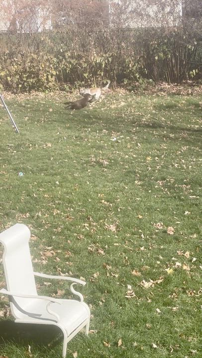 Enlarge Chili, a Adoptable mixed breed in Peabody, MA video 3/6