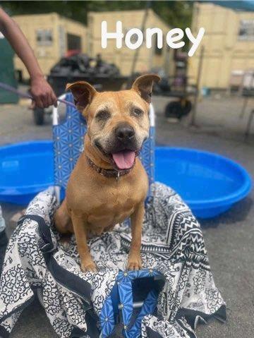 Honey, a Adoptable Pit Bull Terrier in Pomona, NY image 1/2
