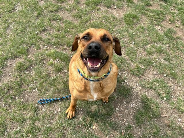 Enlarge TEDDY, a Adoptable mixed breed in Colorado Springs, CO image 1/1